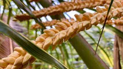 Close-up of a Vibrant Yellow Coconut Spadix or Coconut Inflorescence
