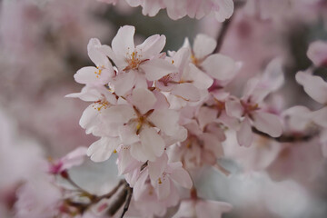 コシノヒガン桜の美しさ