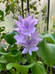 Water Hyacinth