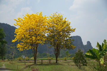 Two yellow trees are in a field with a mountain in the background