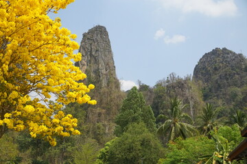 A yellow tree with yellow flowers is in front of a mountain