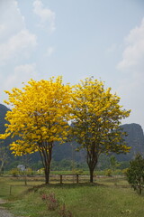 Fototapeta premium Two trees with yellow leaves are standing next to each other in a grassy field