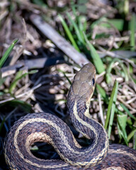 snake
