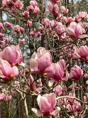 Tulip Tree