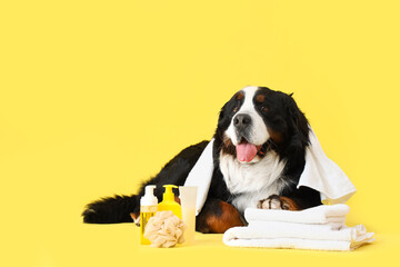 Cute Bernese mountain dog with towels and bottles of cosmetic products on yellow background