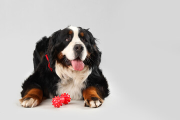 Cute Bernese mountain dog with pet toy lying on grey background