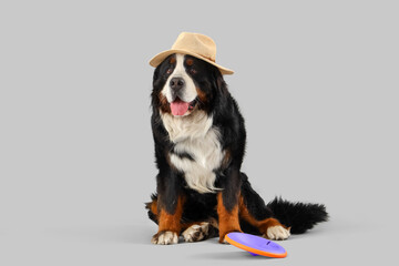 Cute Bernese mountain dog in summer hat with frisbee on grey background