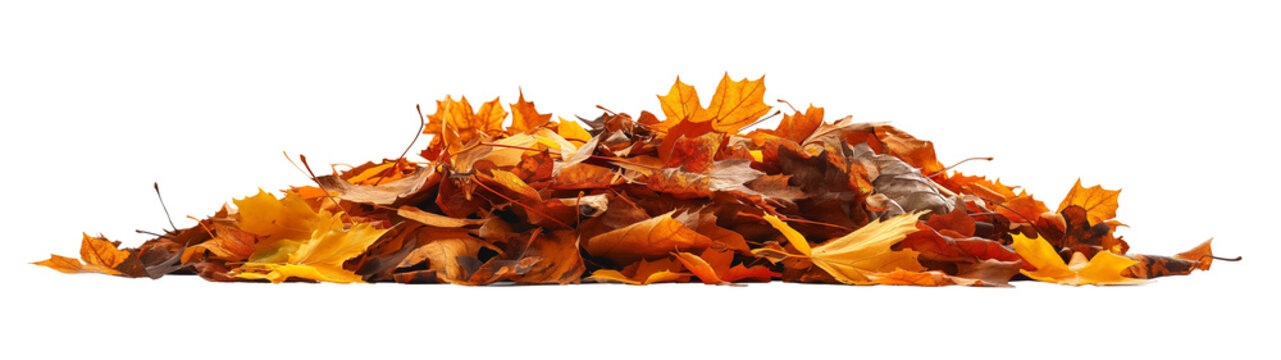 Fototapeta Pile of autumn leaves isolated on white background