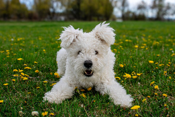 dog in the grass
