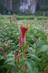 A field of red flowers with a single red flower in the center