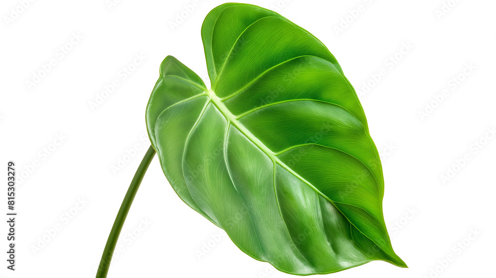 Wall mural philodendron leaf isolated on white background