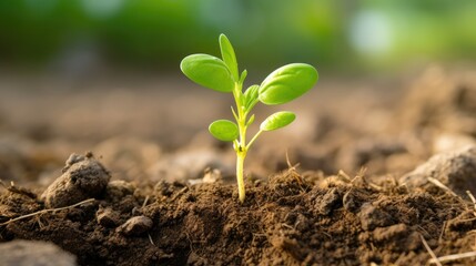 Fototapeta premium a young Withania plant can be seen growing in a field