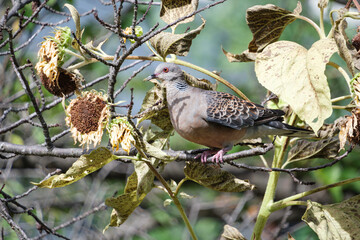 枯れたひまわりとキジバト