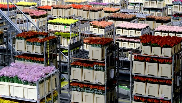 Aalsmeer Flower auction in The Netherlands.