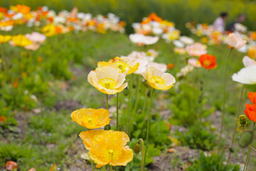 Beautiful poppy flower garden. The Expo 70 Commemorative Park, Osaka, Japan