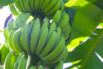 A bunch of green bananas on tree © Bowonpat