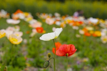 Beautiful poppy flower garden. The Expo 70 Commemorative Park, Osaka, Japan