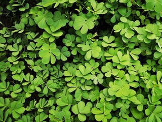 green leaves background