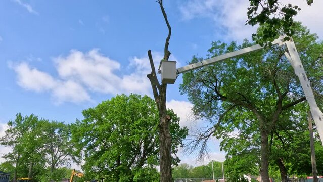 Crews working to cut down a tall tree. A worker is elevated in a bucket crane, using a saw to cut down a tree. Green leafy trees surround the scene. Cloudy Blue skies in the background of view.