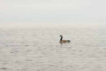 Misty morning as cool dawn breaks on Lake Superior, Duluth Minnesota. Canada Goose (Branta canadensis) floats on the calm water in early spring during its migration