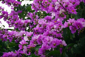 Close-up of purple Lagerstroemia speciosa flower blooming