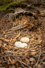 Large precious eggs found on the forest floor. Nest bowl made of sticks, bark, and pinecones to protect and warm the embryos. Species is Canada Goose (Branta canadensis), migratory waterfowl