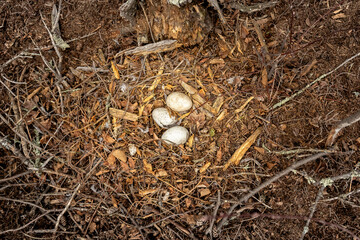 Canada Goose (Branta canadensis) nest in the woods. Nest bowl on ground made of wood chips, bark, sticks, and pinecones. Spot for female goose to rear a clutch of eggs during waterfowl breeding season