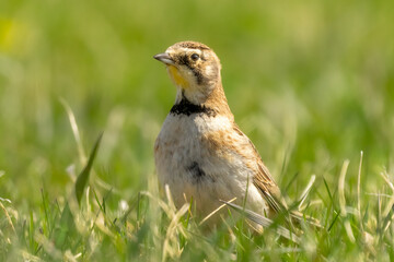 Close up portrait of a female Horned Lark (Eremophila alpestris) in short cut green grass. The small grassland species forages here for insects to nurture and feed her young baby birds