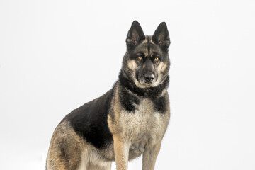 Tall and proud Canine. German Shepard Husky mixed breed domestic dog (Canis lupis). Isolated adult hound, pointed ears and yellow eyes