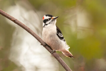 Downy Woodpecker (Picoides pubescens), a common sight in the Midwest and at your backyard feeder. Uses its short, sharp beak to search for insects in the bark of trees