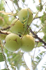 Amla gooseberry on tree in farm