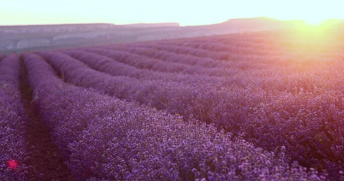 Sunset on a summer evening on a beautiful blooming field of lavender flowers. Rural romantic landscape. View of rows of lavender bushes growing an agricultural plantation 