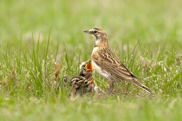 Horned Lark (Eremophila alpestris) female, feeding her young. The small grassland bird is a grond nesting species, father and mother provide parental care for offspring