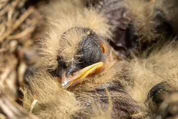 Newborn baby bird, freshly hatched. Horned Lark (Eremophila alpestris) offspring in a nest built in the ground. Fresh life starting in spring. Reproduction in nature