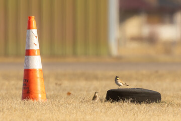 Male and female Horned Lark (Eremophila alpestris) amongst human made items. This pair court and nest within the bounds of an airport in the close cropped grass. They will breed in early spring