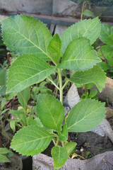 hydrangea macrophylla flower plant on nursery