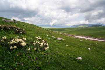 Blooming rhododendron (Lat. Rhododendron) on the alpine meadows of the Lago-Naki plateau in the...