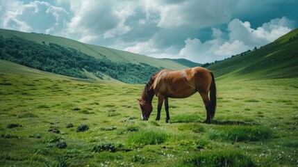 Naklejka premium Chestnut horse grazing in the green field on a summer day