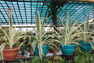 Hymenocallis caribaea flower plant on nursery