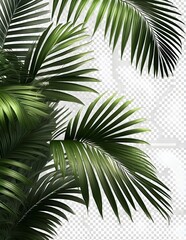 Realistic palm leaves shrubs corner on transparent backgrounds 3d rendering png
