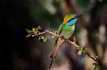 green bee eater