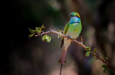 red headed bee eater