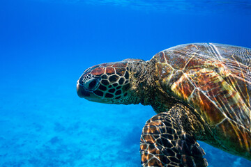 Close-up portrait of a green sea turtle swimming the blue waters of a tropical pacific island lagoon