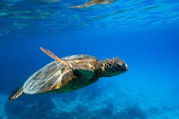 Green sea turtle swimming the blue waters of a tropical pacific island