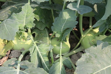 Kohlrabi on farm for harvest are cash crops