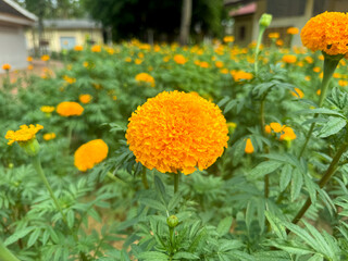 Blooming Mexican marigold flower in the garden. Tagetes erecta is often called the African marigold.