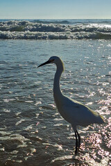 Gaviota en espera