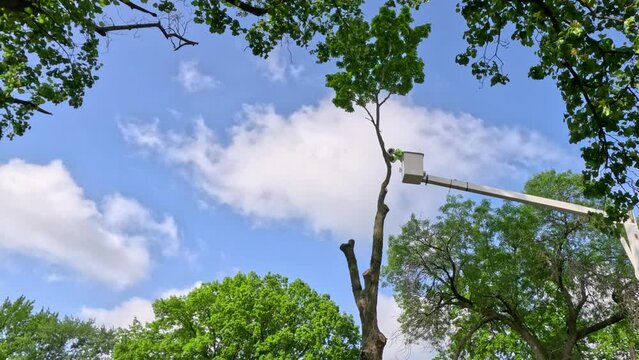 Crews working to cut down a tall tree. A worker is elevated in a bucket crane, using a saw to cut down a tree. Green leafy trees surround the scene. Cloudy Blue skies in the background of view.
