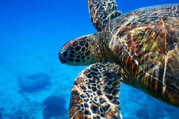 Portrait of beautiful green sea turtle with flippers out swimming in azure tropical water on the...