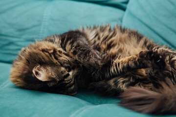 Long-haired charcoal bengal kitty cat laying on the sofa indoors